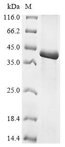 Recombinant Hordeum vulgare Gamma-hordein-3