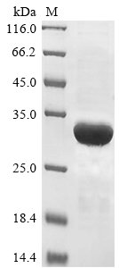 Recombinant Lentinula edodes Serine protease inhibitor