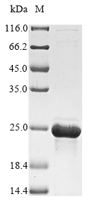 Recombinant Acinetobacter baumannii 29 kDa outer membrane protein, partial