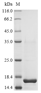 Recombinant Taxus baccata Putative glycosyltransferase, partial