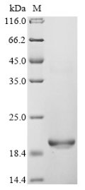 Recombinant Quercus alba Major pollen allergen Que a 1, partial