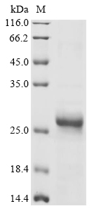 Recombinant Bombyx mori General odorant-binding protein 1