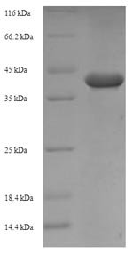 Recombinant Arachis hypogaea Allergen Ara h 1, clone P17, partial
