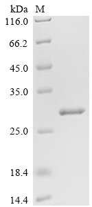 Recombinant Chlamydomonas moewusii DNA endonuclease I-CeuI