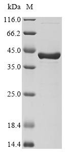 Recombinant synthetic construct chimeric Dpo4