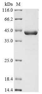 Recombinant Leishmania chagasi Small ribosomal subunit protein RACK1