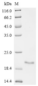 Recombinant Pandinus imperator Phospholipase A2 imperatoxin-1, partial