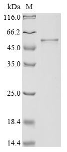 Recombinant Plasmodium knowlesi Circumsporozoite protein
