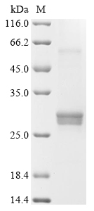 Recombinant Bovine Interferon alpha-1