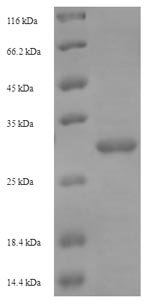 Recombinant Bacillus sp. Levanase, partial