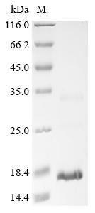 Recombinant Naja sputatrix Cytotoxin 1