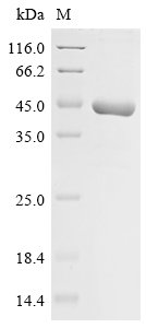 Recombinant Tobacco mosaic virus Replicase large subunit, partial