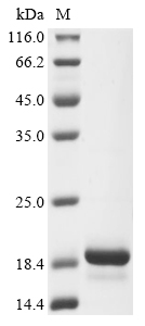 Recombinant Blomia tropicalis Fatty acid-binding protein