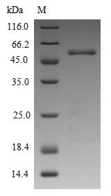 Recombinant Phleum pratense Pollen allergen Phl p 5a, partial