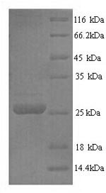 Recombinant Pig Trypsin