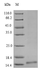 Recombinant Ceratopteris richardii Cyanovirin-N homolog