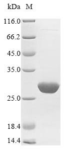 Recombinant Abrus precatorius Abrin-a, partial