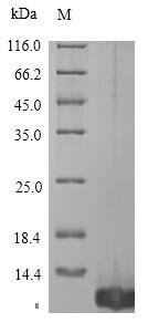 Recombinant Ornithodoros moubata Tick anticoagulant peptide