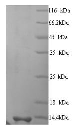 Recombinant Ustilago maydis P6 virus KP6 killer toxin, partial