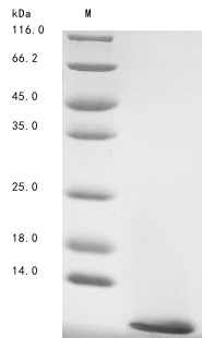 Recombinant Leiurus hebraeus Alpha-like toxin Lqh7