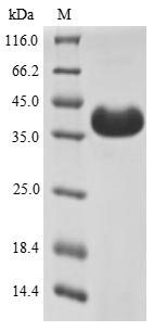 Recombinant Bovine Odorant-binding protein