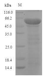 Recombinant Mouse Neurofilament light polypeptide (Nefl)