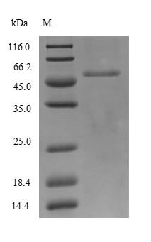 Recombinant Reston ebolavirus Nucleoprotein (NP), partial