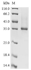 Recombinant Mouse Olfactomedin-4 (Olfm4), partial