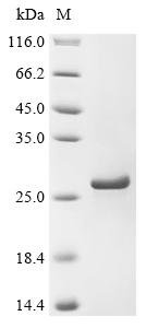Recombinant Pleurotus ostreatus Ostreolysin (OlyA6)