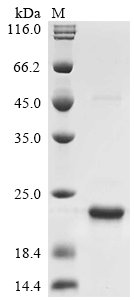 Recombinant Rickettsia typhi 17 kDa surface antigen (omp)