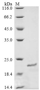 Recombinant Mouse Otoraplin (Otor)