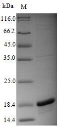 Recombinant Influenza A virus Polymerase acidic protein (PA), partial