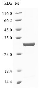 Recombinant Horse Plasminogen activator inhibitor-1 (PAI-1), partial