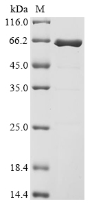 Recombinant Escherichia coli O157:H7 Peptidoglycan-associated lipoprotein (pal), Biotinylated