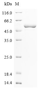 Recombinant Clostridium perfringens Peptidase T (pepT)