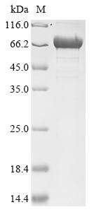 Recombinant Escherichia coli Poly-beta-1,6-N-acetyl-D-glucosamine N-deacetylase (pgaB)