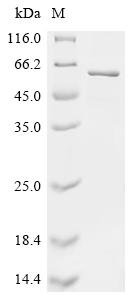 Recombinant Klebsiella pneumoniae Outer membrane porin PhoE (phoE)
