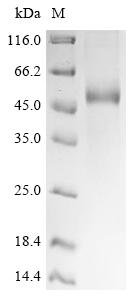 Recombinant Rat Lysosomal phospholipase A and acyltransferase (Pla2g15)