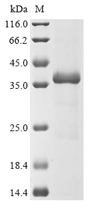Recombinant Aspergillus flavus Probable pectate lyase A (plyA)