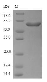 Recombinant Escherichia coli O6:H1 Exopolyphosphatase (ppx)