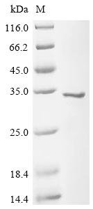 Recombinant Mouse Peroxiredoxin-6 (Prdx6)