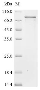Recombinant Mouse Prolyl endopeptidase (Prep)