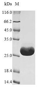 Recombinant Rat Anionic trypsin-2 (Prss2)