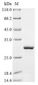 Recombinant Mouse Peptide YY (Pyy), partial