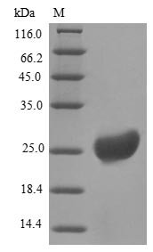 Recombinant Bovine Resistin (RETN)