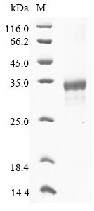 Recombinant Mouse Ribonuclease T2-A (Rnaset2a)