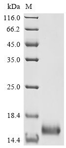 Recombinant Mycobacterium tuberculosis Protein Rv1269c (Rv1269c)