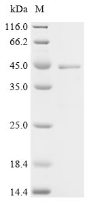 Recombinant Feline coronavirus Spike glycoprotein (S), Partial