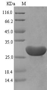 Recombinant Mouse Serum amyloid A-1 protein (Saa1)