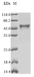 Recombinant Rat Serine protease inhibitor A3K (Serpina3k)